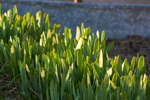 green onions growing in the garden. spring vegetables.