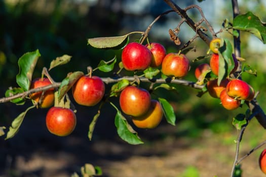Autumn day. Village garden. Ripe red apples on a tree and in a box are in the frame. selective focus