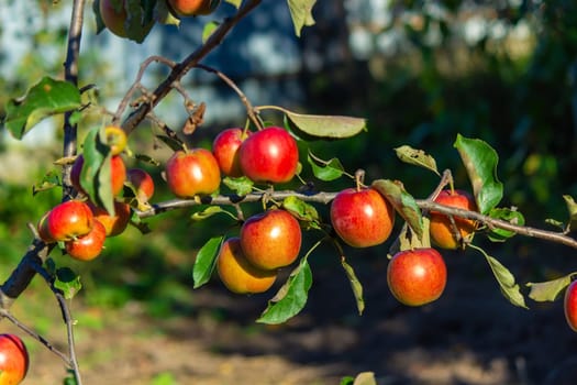 Autumn day. Village garden. Ripe red apples on a tree and in a box are in the frame. selective focus