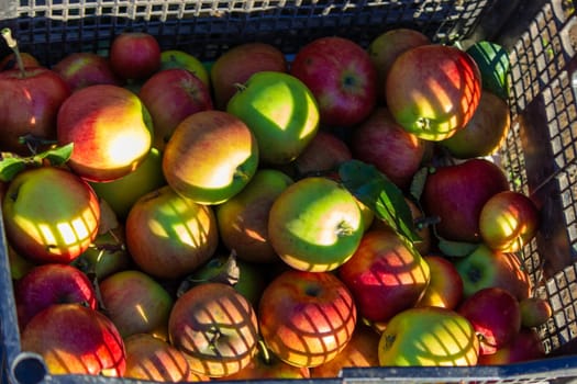 Autumn day. Village garden. Ripe red apples on a tree and in a box are in the frame. selective focus