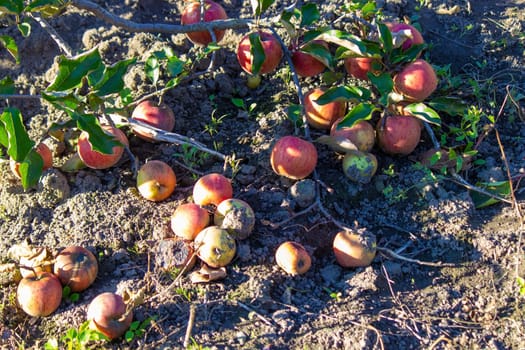 Autumn day. Village garden. Ripe red apples on a tree and in a box are in the frame. selective focus