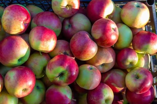 Autumn day. Village garden. Ripe red apples on a tree and in a box are in the frame. selective focus