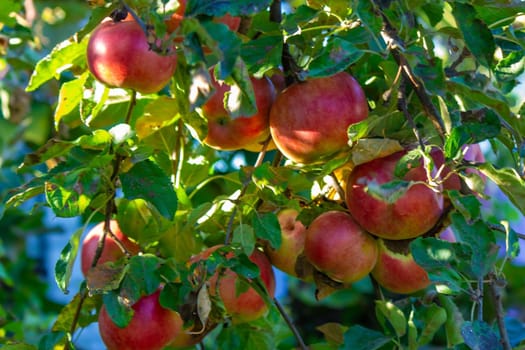 Autumn day. Village garden. Ripe red apples on a tree and in a box are in the frame. selective focus
