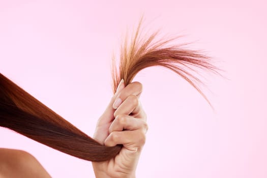 Woman, split end in hand and hair in studio for salon, hairdresser or repair shampoo or treatment. Damage and dry texture or hairstyle of a beauty model on a pink background for self care cosmetics.