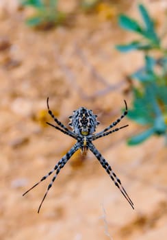 Huge spider (Argiope lobata,  Araneidae) on a web, Krimea