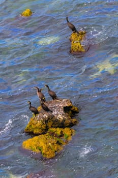 The great cormorant (Phalacrocorax carbo), birds rest on rocks covered with white droppings on the Black Sea coast, Krimea