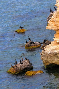 The great cormorant (Phalacrocorax carbo), birds rest on rocks covered with white droppings on the Black Sea coast, Krimea