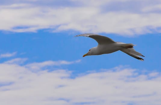 Flying seagull against a blue sky with clouds