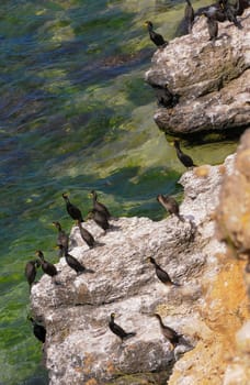 The great cormorant (Phalacrocorax carbo), birds rest on rocks covered with white droppings on the Black Sea coast, Krimea