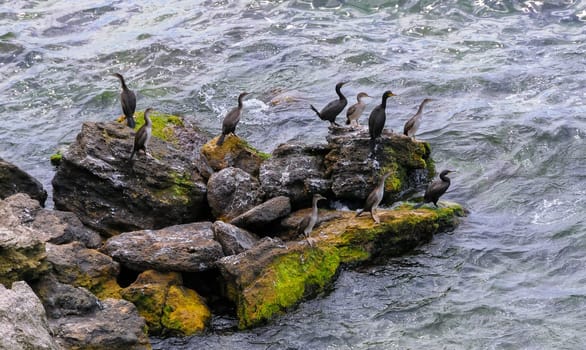 The great cormorant (Phalacrocorax carbo), birds rest on rocks covered with white droppings on the Black Sea coast, Krimea