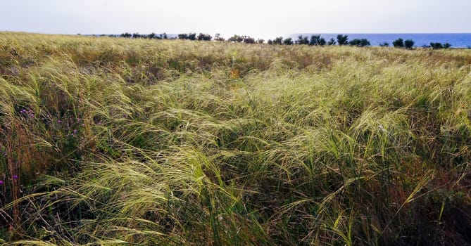 Feather-grass steppe in summer in arid eastern Crimea