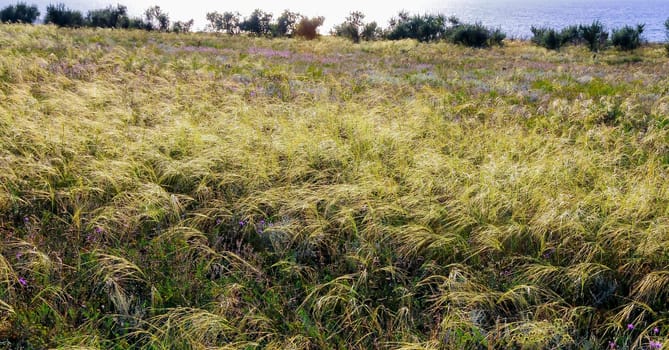 Feather-grass steppe in summer in arid eastern Crimea