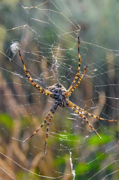 Huge spider (Argiope lobata,  Araneidae) on a web, Krimea