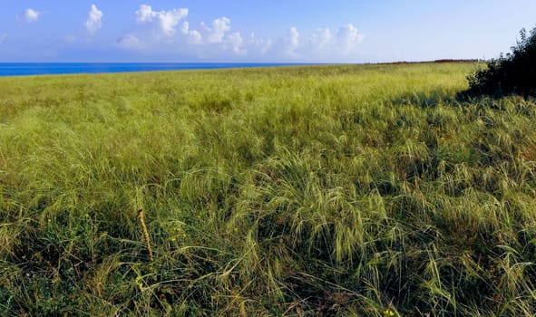 Feather-grass steppe in summer in arid eastern Crimea