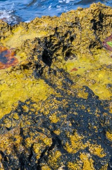 Green algae in littoral puddles in a flat rocky shore in eastern Crimea, Black Sea