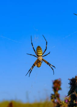 Wasp spider (Argiope bruennichi), a spider sits on a round web, eastern Crimea