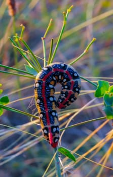 The spurge hawk-moth (Hyles euphorbiae), The caterpillar of the nightjar moth eats the poisonous Euphorbia plant