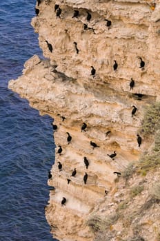 Cormorants rest on a steep bank of Pontic limestone in eastern Crimea