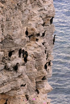 Cormorants rest on a steep bank of Pontic limestone in eastern Crimea