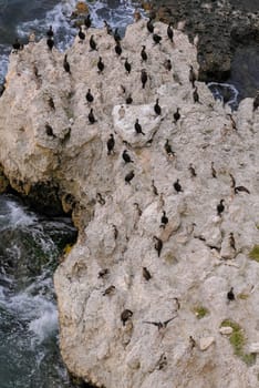 Cormorants rest on a steep bank of Pontic limestone in eastern Crimea