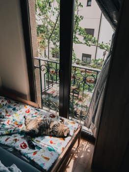 Big tabby cat sleeps on a colorful blanket near a large window in the room. High quality photo