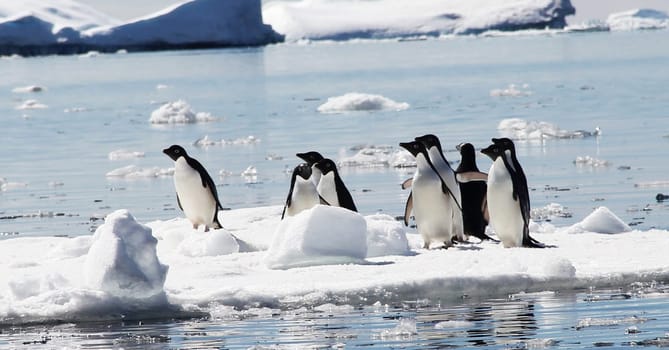 Magical Lemaire,Antarctica pictures