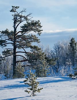 Magical Russian Arctic pictures