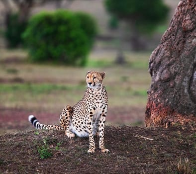 Beautiful Nairobi, Kenya wildlife  Pictures