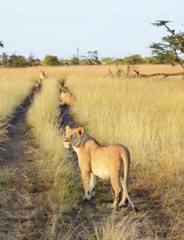 Magical Nairobi, Kenya wildlife  Pictures