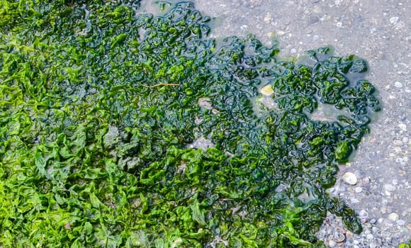 Green algae Ulva in the shallow bay of the Tiligul estuary, Ukraine