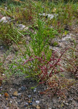 Salt-resistant plants, Salicornia on the shore of the salty Tiligul estuary, Ukraine