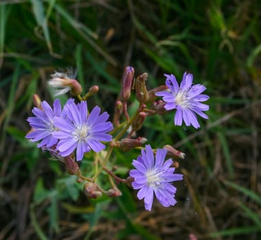 Purple flowers of the edible medicinal plant Cichorium on the shore of the salty Tiligul estuary, Ukraine