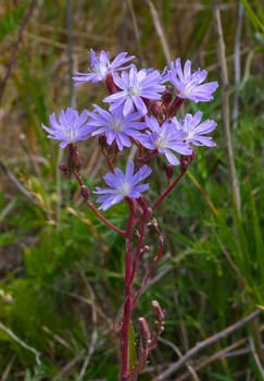 Purple flowers of the edible medicinal plant Cichorium on the shore of the salty Tiligul estuary, Ukraine