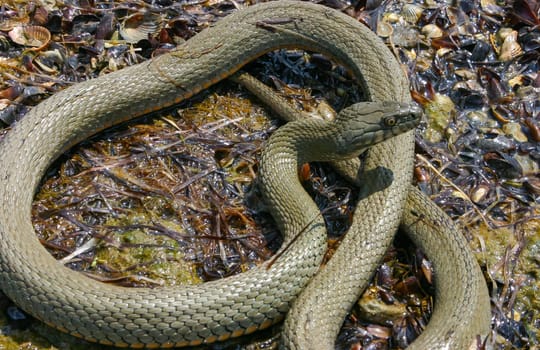 The dice snake (Natrix tessellata) lies on a stone, Tiligul estuary, Ukraine