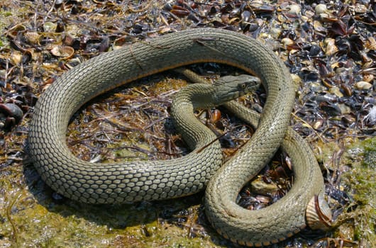 The dice snake (Natrix tessellata) lies on a stone, Tiligul estuary, Ukraine