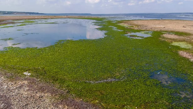 A large accumulation of green algae Ulva and Enteromorpha in a shallow estuary, eutrophication in the sea