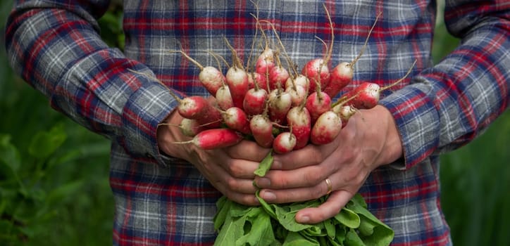 close-up of a bunch of freshly picked radishes in the hands of a farmer. selective focus