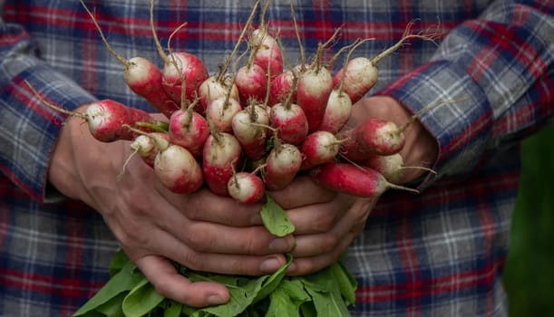 close-up of a bunch of freshly picked radishes in the hands of a farmer. selective focus