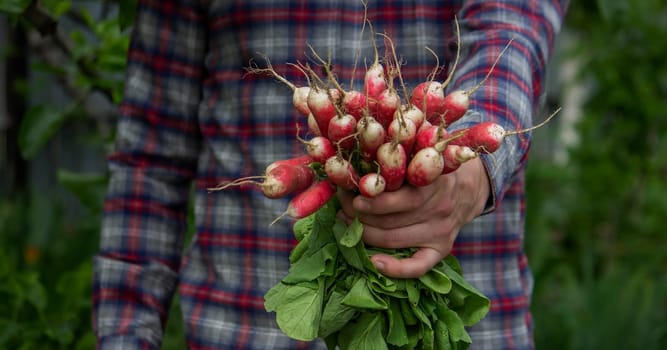 close-up of a bunch of freshly picked radishes in the hands of a farmer. selective focus