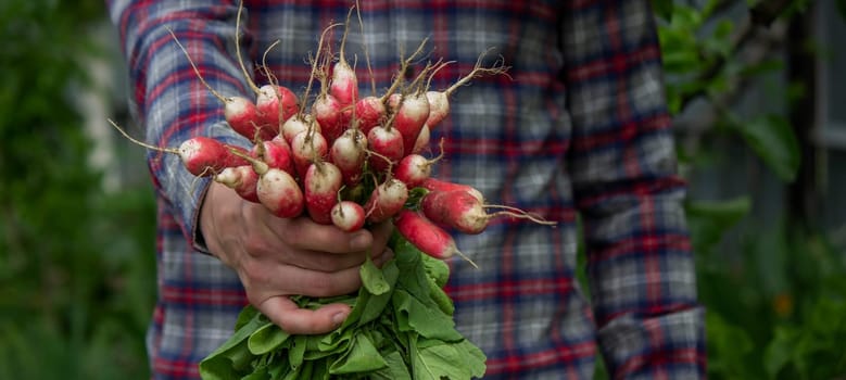 close-up of a bunch of freshly picked radishes in the hands of a farmer. selective focus