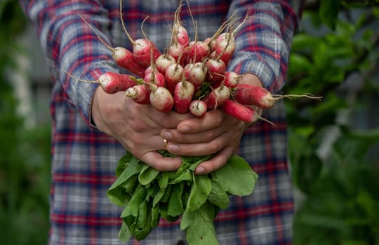 close-up of a bunch of freshly picked radishes in the hands of a farmer. selective focus