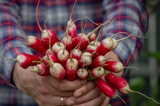 close-up of a bunch of freshly picked radishes in the hands of a farmer. selective focus