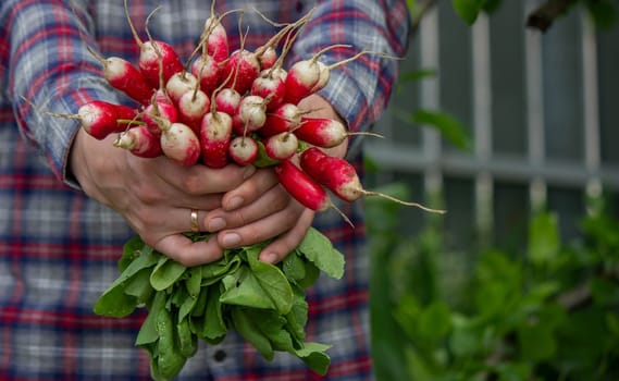 close-up of a bunch of freshly picked radishes in the hands of a farmer. selective focus
