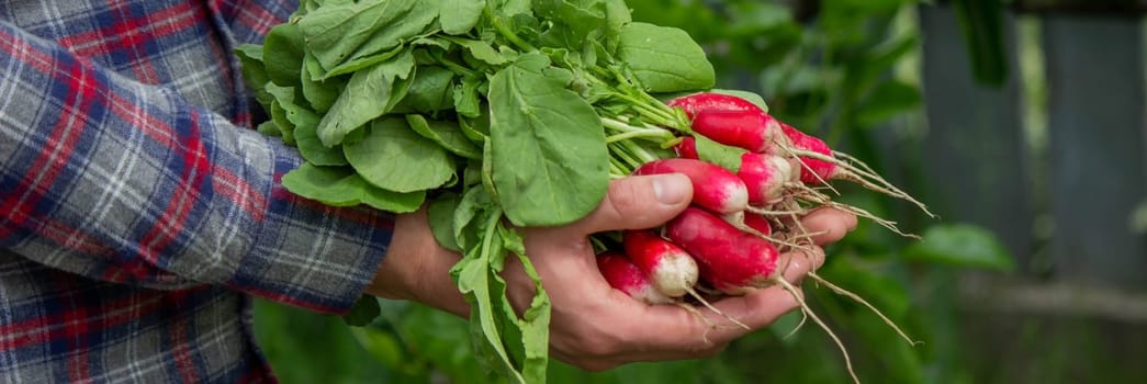 close-up of a bunch of freshly picked radishes in the hands of a farmer. selective focus
