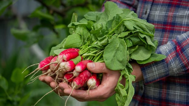 close-up of a bunch of freshly picked radishes in the hands of a farmer. selective focus