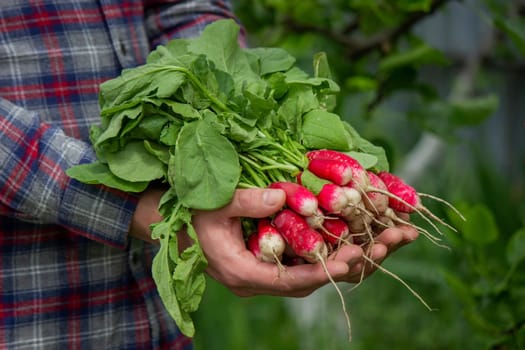 close-up of a bunch of freshly picked radishes in the hands of a farmer. selective focus