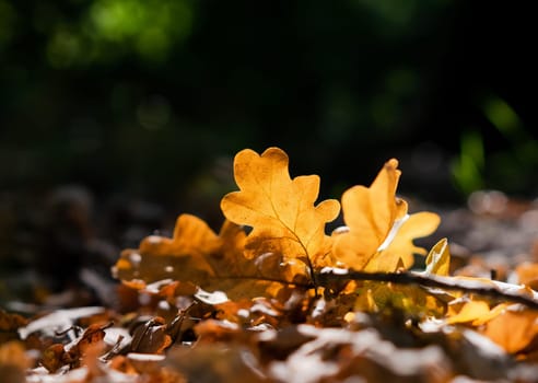 Autumn fallen leaves. Yellow dry oak leaves in the forest on the ground during sunset