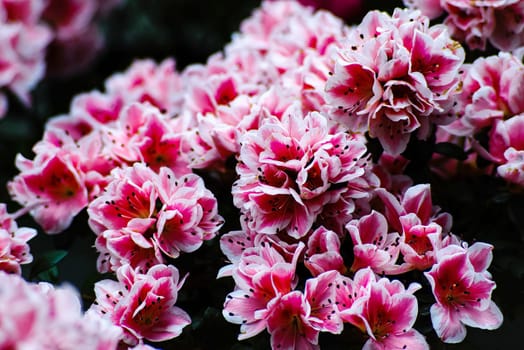 Big white-pink azalea bush or rhododendron in garden. Beautiful flowering azalea shrub is highly toxic