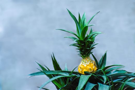 Small pineapples in ceramic pots. Growing exotic plants at home. Close-up. Selective focus