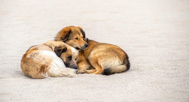 Homeless dogs sleeping on on the beach. Sand background The problem of homeless animals